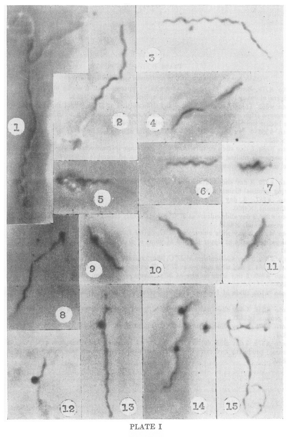 1951-delameter-plate-I