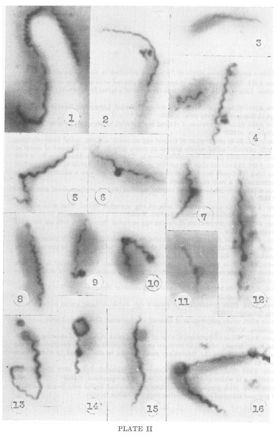 1951-delameter-plate-II