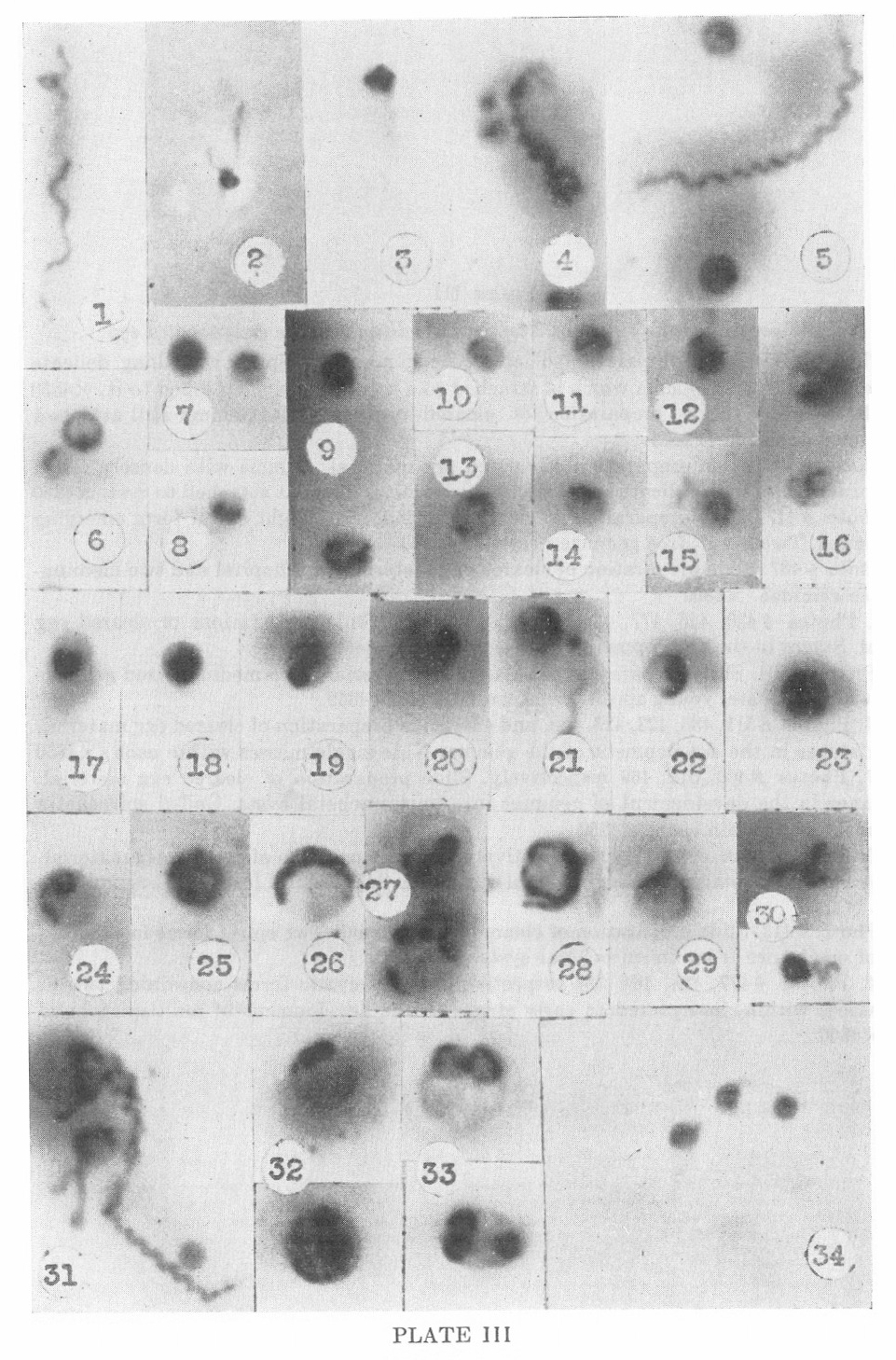 1951-delameter-plate-III