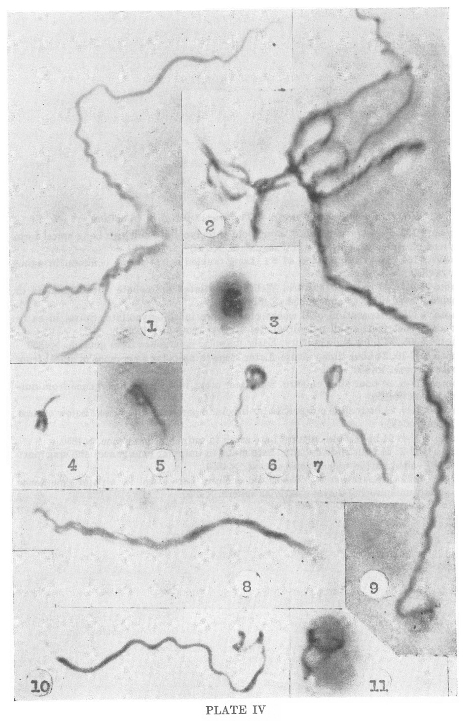 1951-delameter-plate-IV