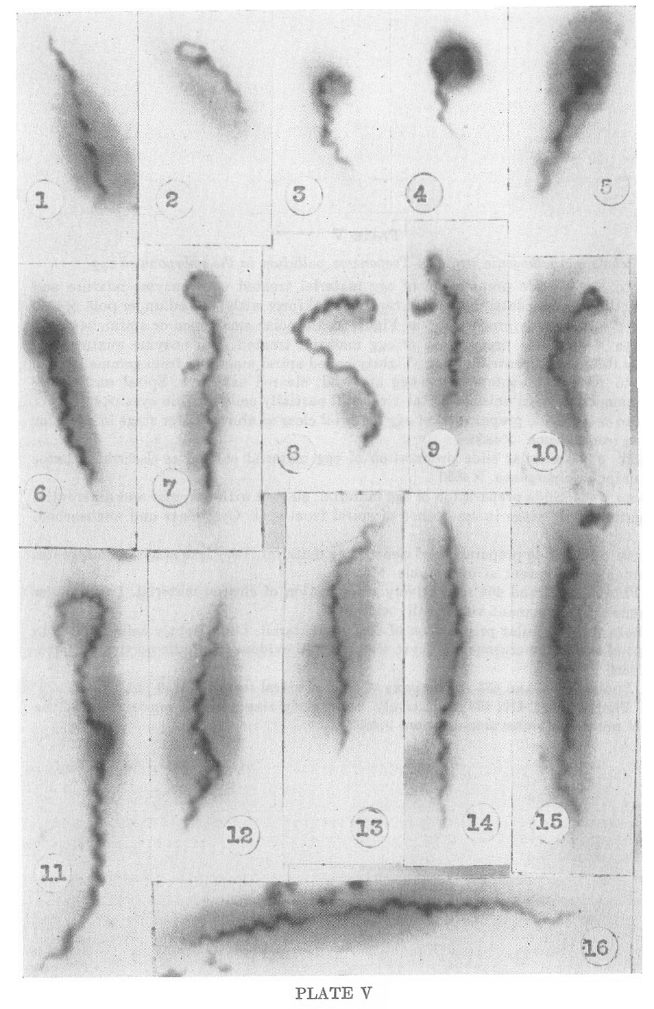 1951-delameter-plate-V