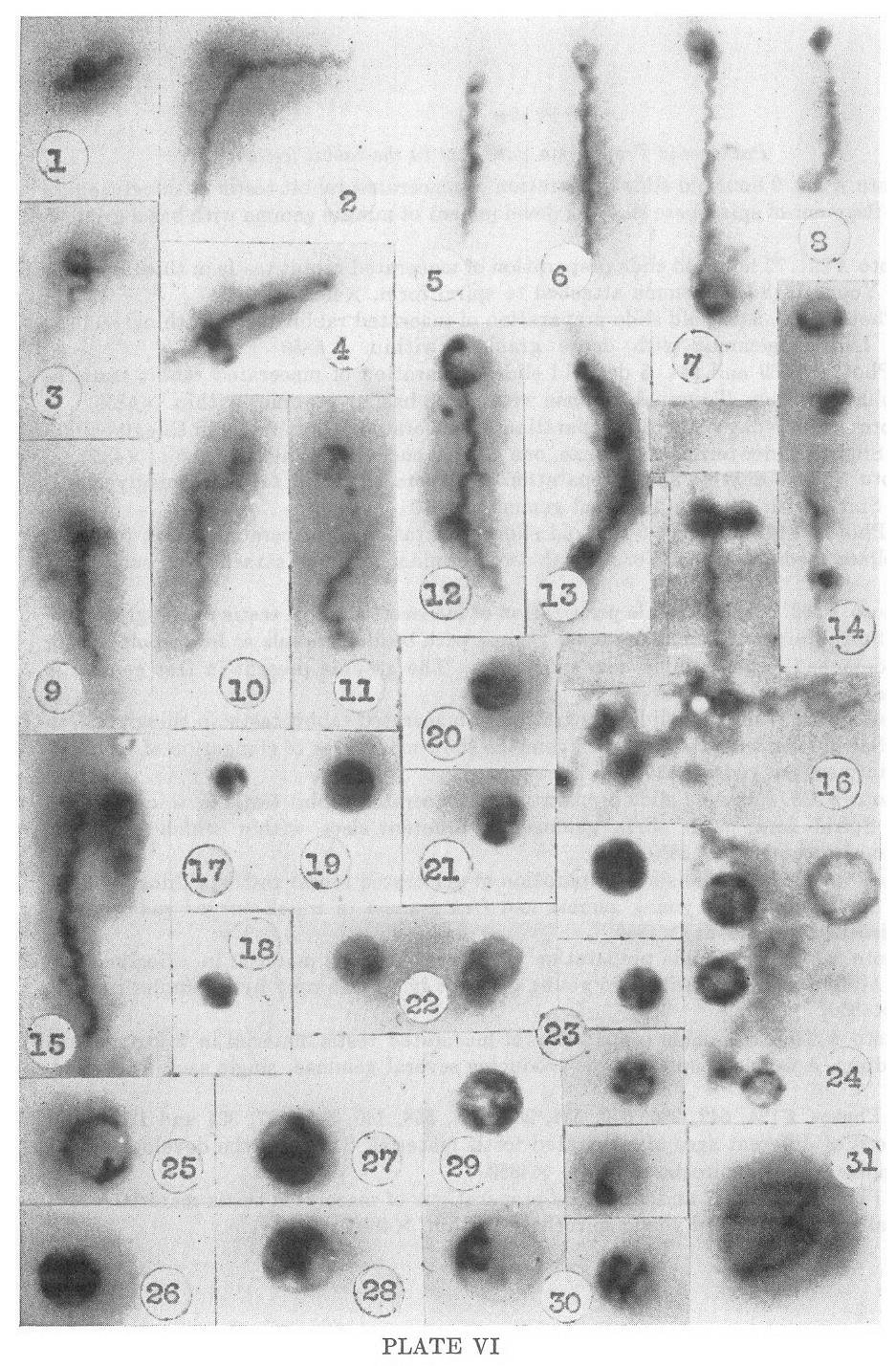 1951-delameter-plate-VI