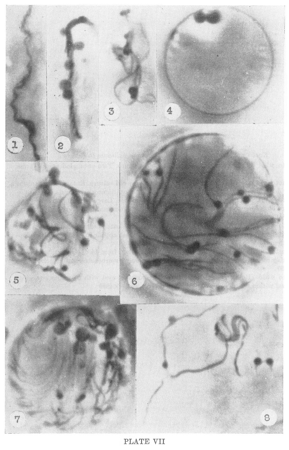 1951-delameter-plate-VII