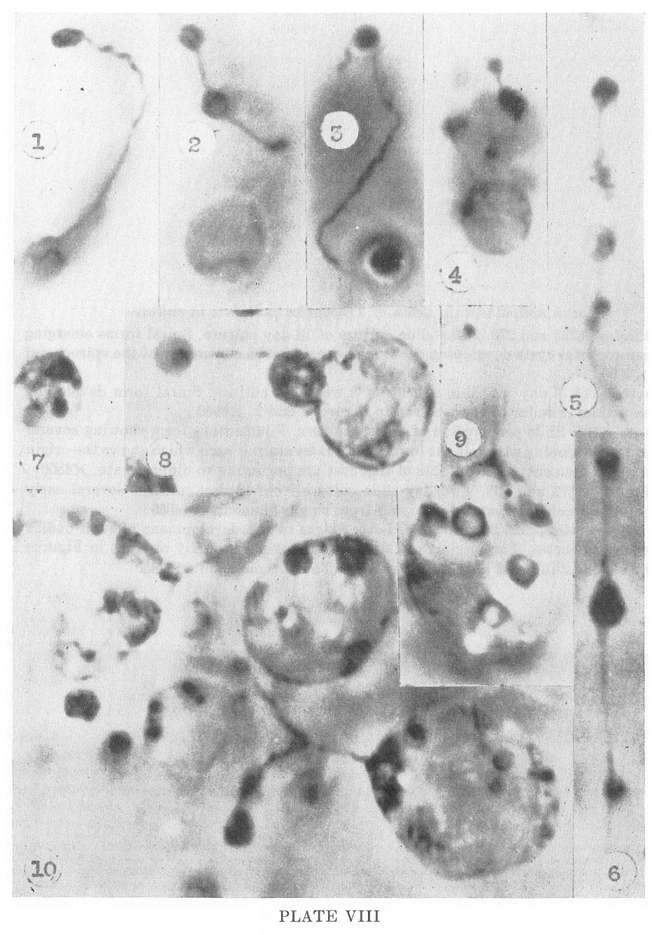 1951-delameter-plate-VIII