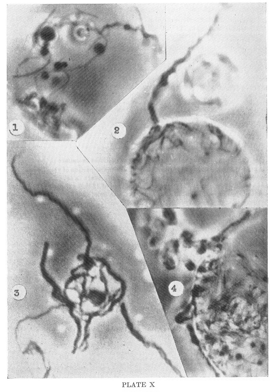1951-delameter-plate-X